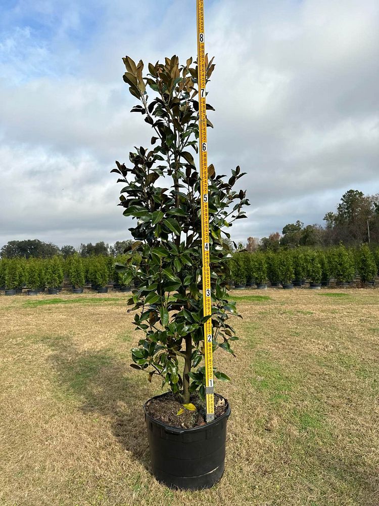 magnolia-grandiflora-claudia-wannamaker-southern-magnolia