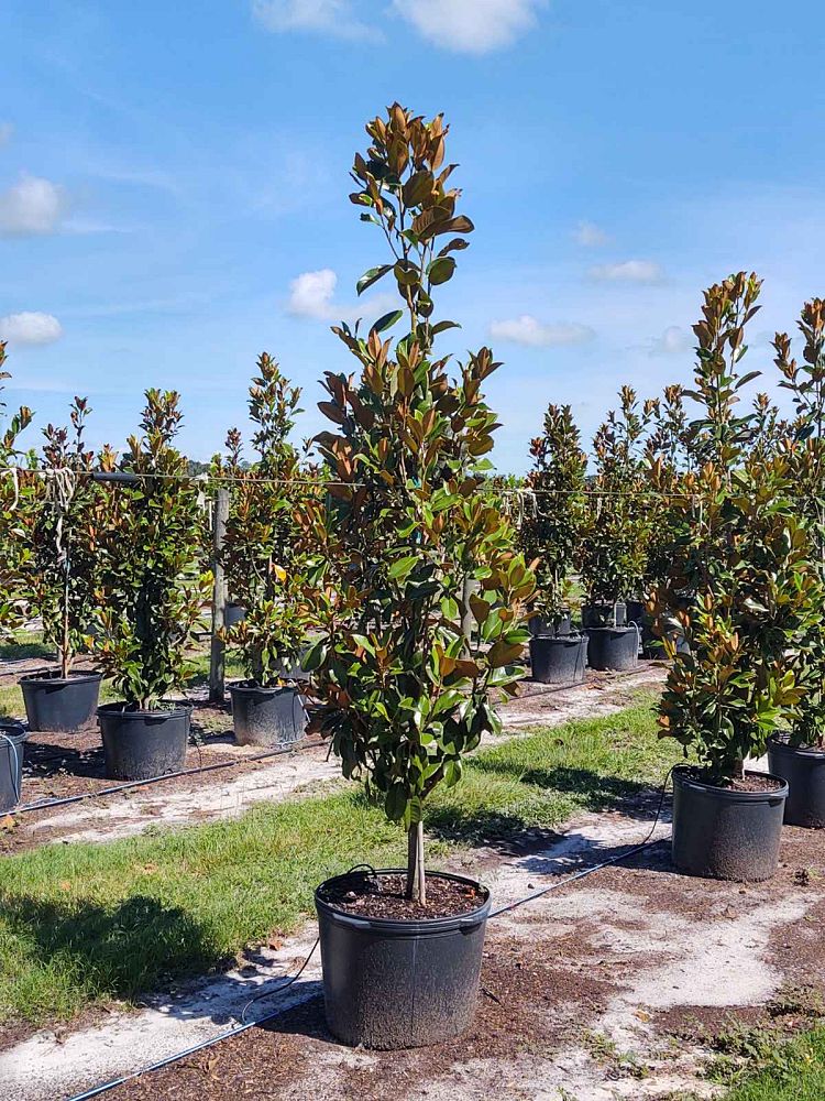 magnolia-grandiflora-claudia-wannamaker-southern-magnolia