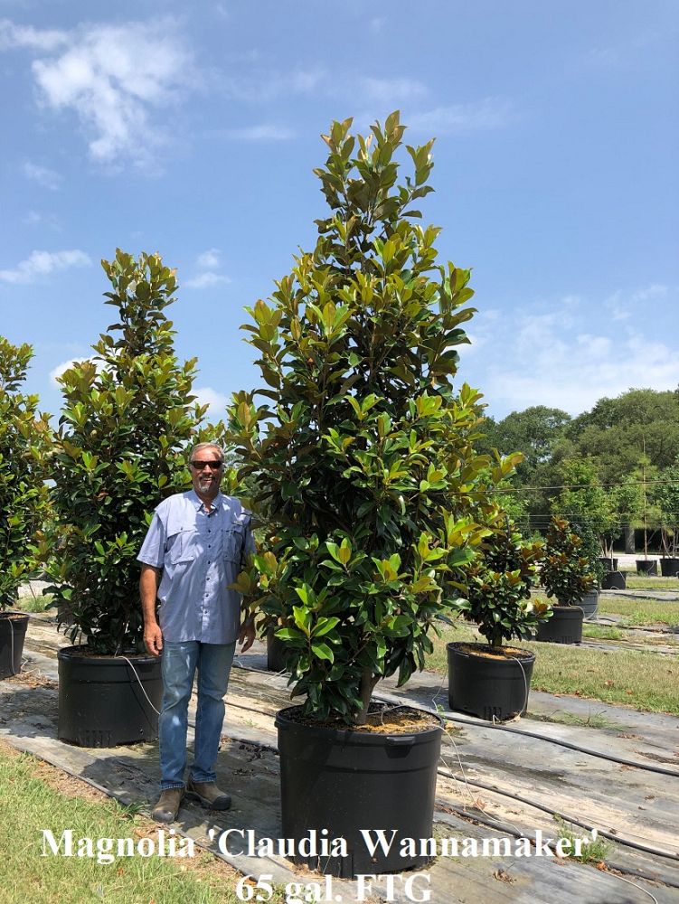 magnolia-grandiflora-claudia-wannamaker-southern-magnolia