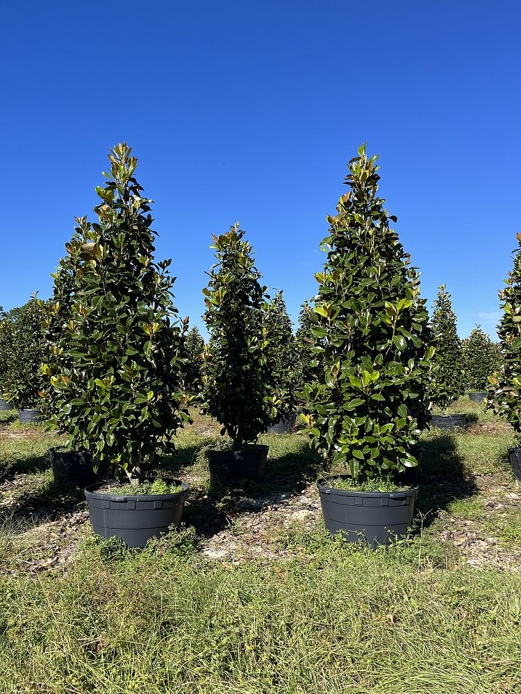 magnolia-grandiflora-claudia-wannamaker-southern-magnolia