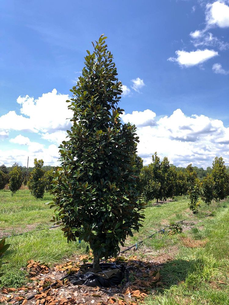 magnolia-grandiflora-claudia-wannamaker-southern-magnolia