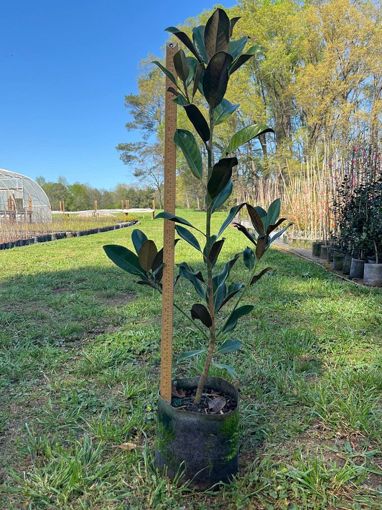 magnolia-grandiflora-claudia-wannamaker-southern-magnolia