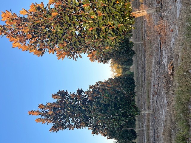 magnolia-grandiflora-claudia-wannamaker-southern-magnolia