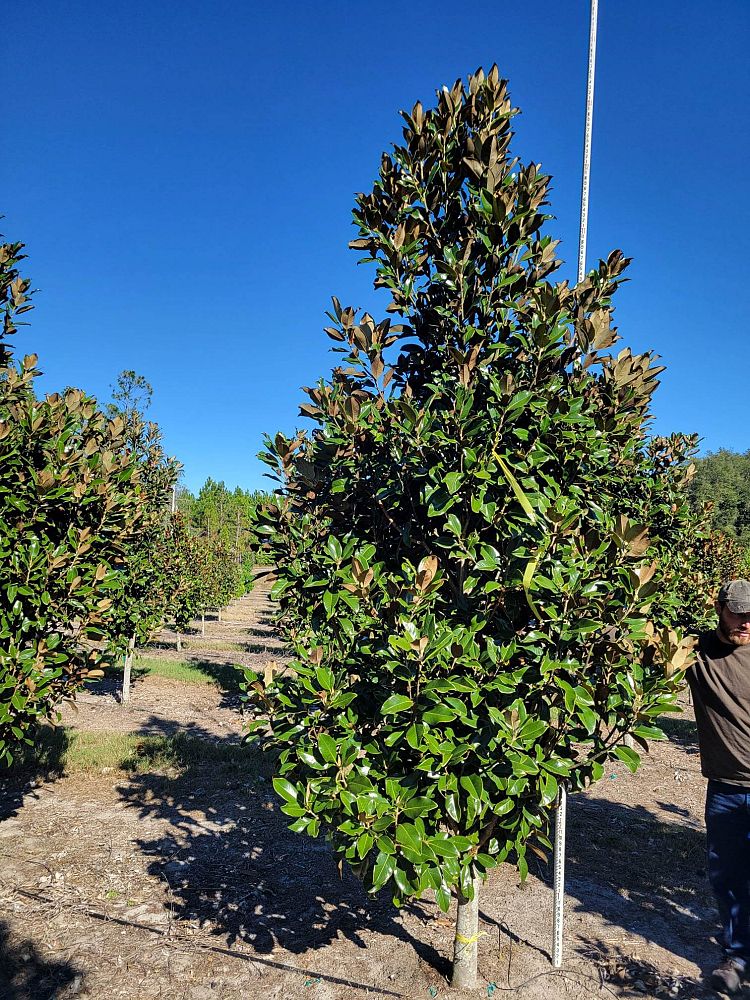 magnolia-grandiflora-claudia-wannamaker-southern-magnolia