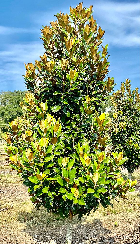 magnolia-grandiflora-claudia-wannamaker-southern-magnolia