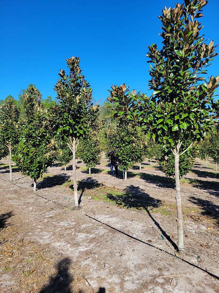 magnolia-grandiflora-claudia-wannamaker-southern-magnolia