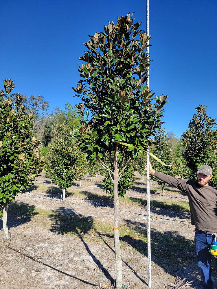 magnolia-grandiflora-claudia-wannamaker-southern-magnolia
