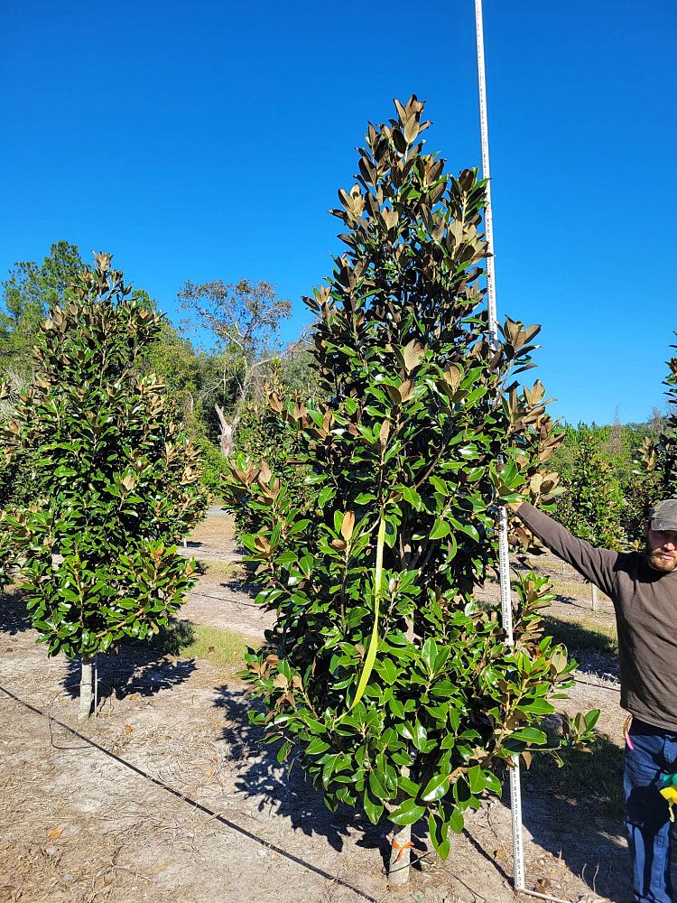 magnolia-grandiflora-claudia-wannamaker-southern-magnolia