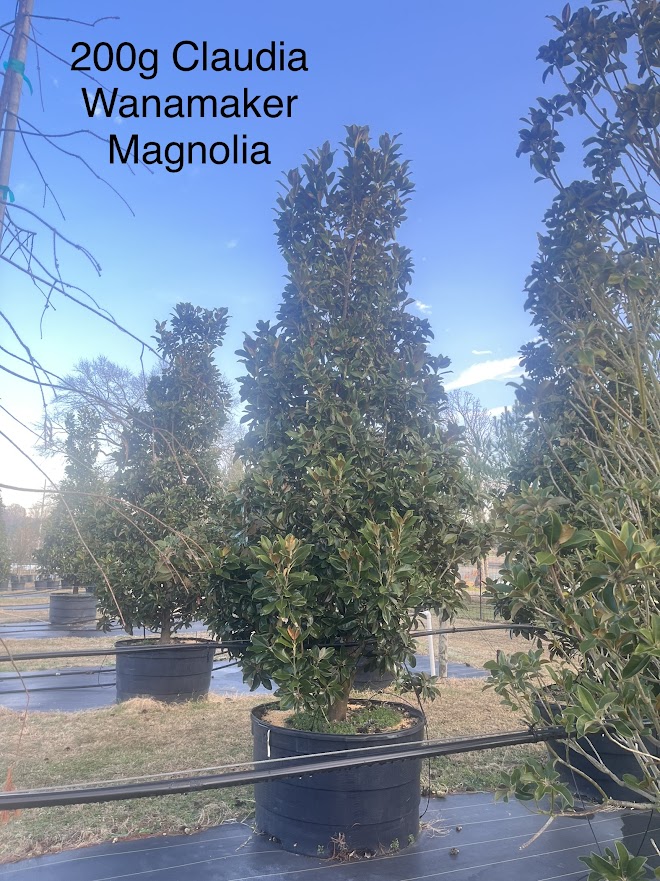 magnolia-grandiflora-claudia-wannamaker-southern-magnolia