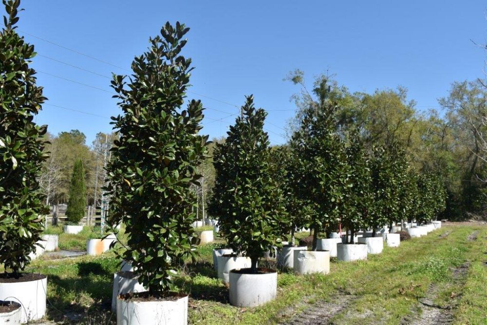 magnolia-grandiflora-claudia-wannamaker-southern-magnolia