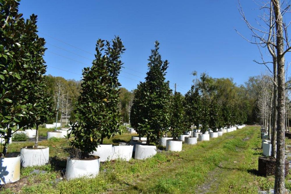 magnolia-grandiflora-claudia-wannamaker-southern-magnolia