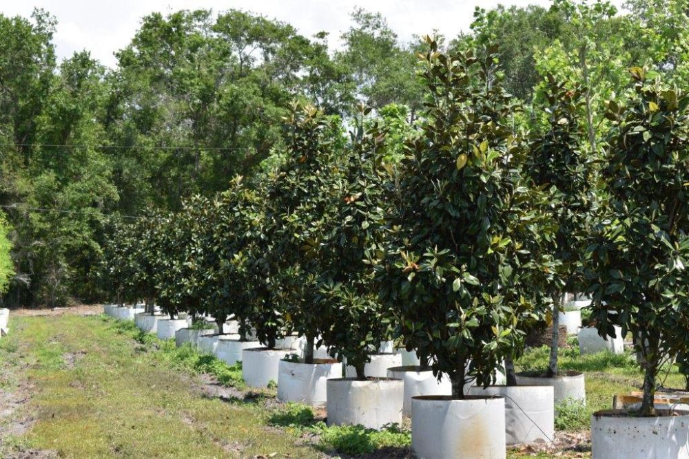 magnolia-grandiflora-claudia-wannamaker-southern-magnolia
