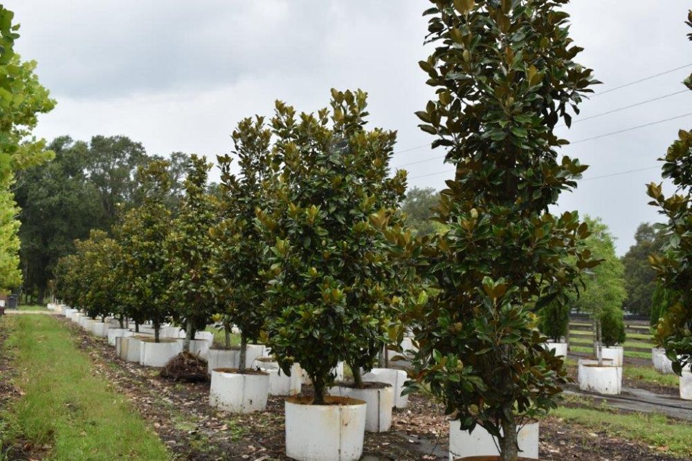 magnolia-grandiflora-claudia-wannamaker-southern-magnolia