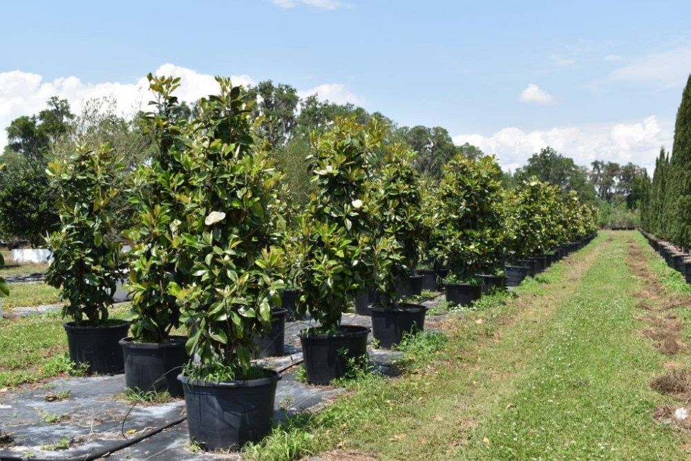 magnolia-grandiflora-claudia-wannamaker-southern-magnolia