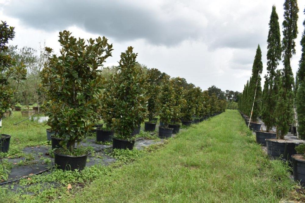magnolia-grandiflora-claudia-wannamaker-southern-magnolia