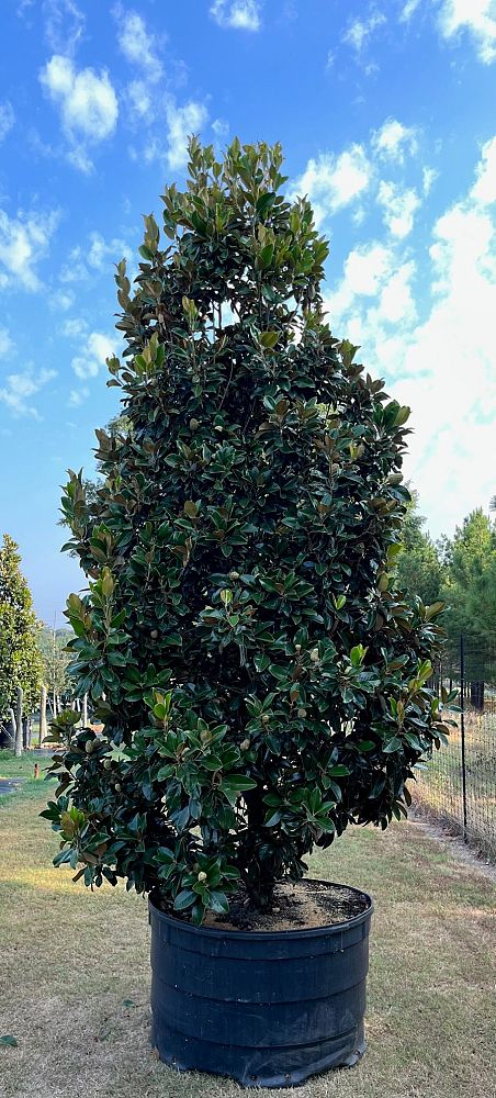 magnolia-grandiflora-claudia-wannamaker-southern-magnolia