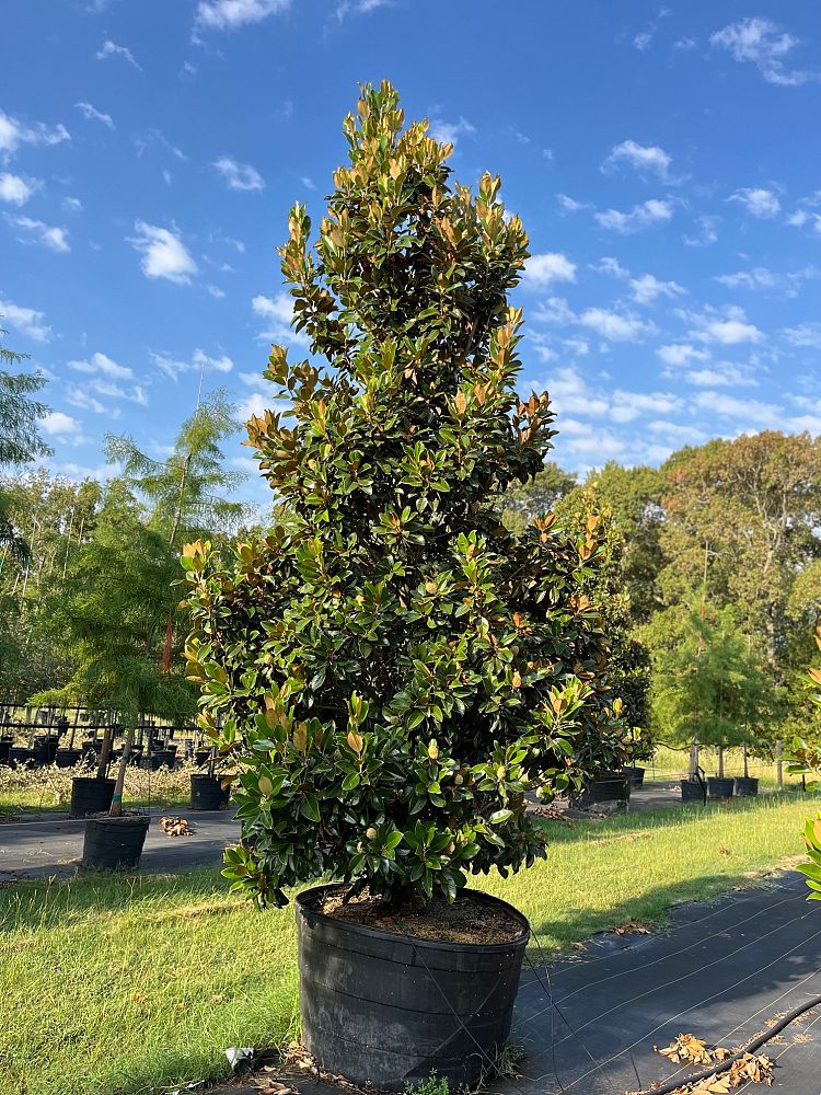 magnolia-grandiflora-claudia-wannamaker-southern-magnolia