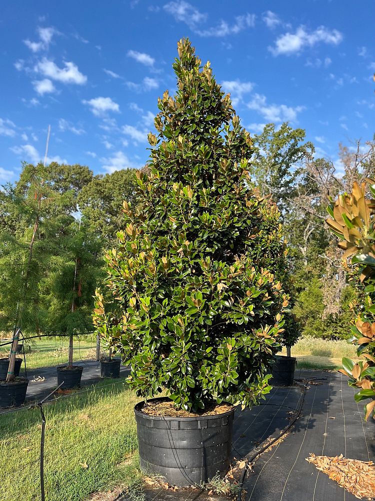 magnolia-grandiflora-claudia-wannamaker-southern-magnolia