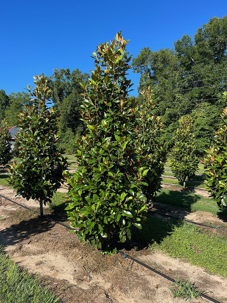 magnolia-grandiflora-claudia-wannamaker-southern-magnolia