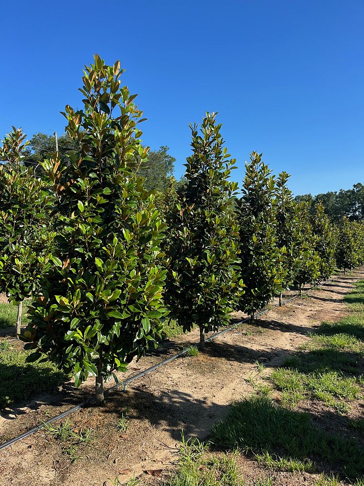 magnolia-grandiflora-claudia-wannamaker-southern-magnolia