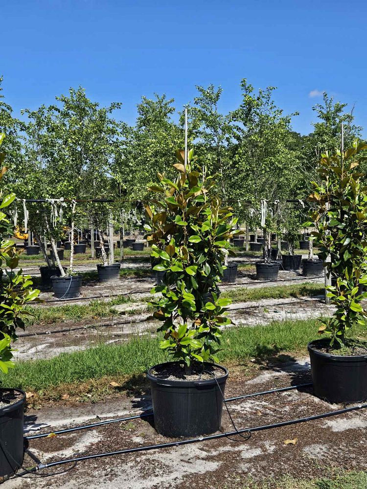 magnolia-grandiflora-claudia-wannamaker-southern-magnolia