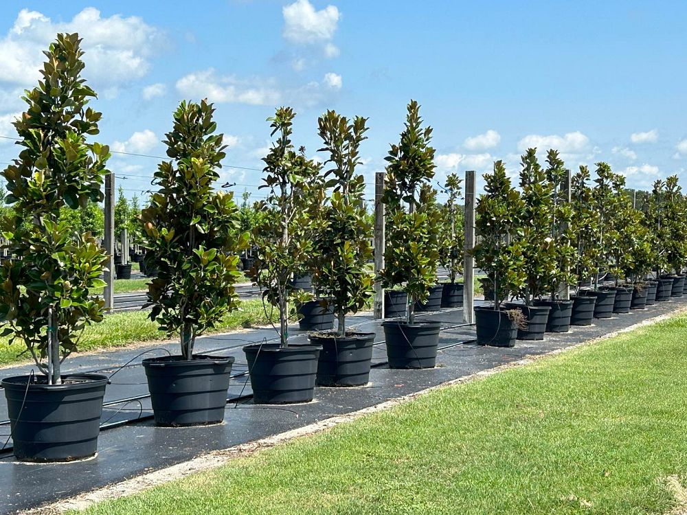 magnolia-grandiflora-claudia-wannamaker-southern-magnolia