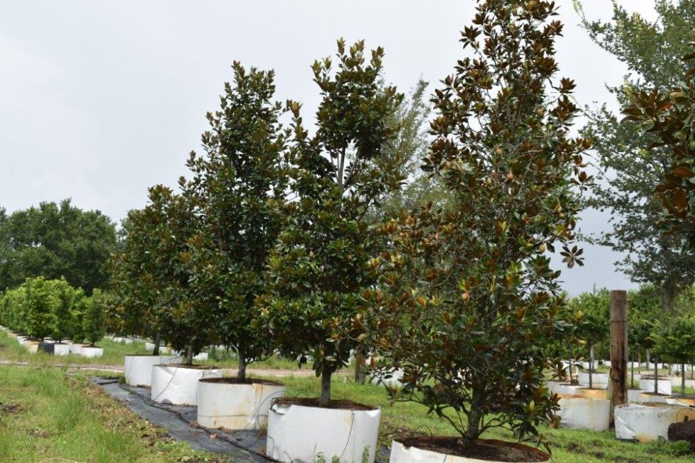 magnolia-grandiflora-claudia-wannamaker-southern-magnolia