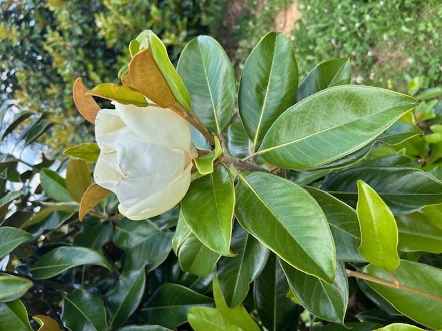 magnolia-grandiflora-claudia-wannamaker-southern-magnolia