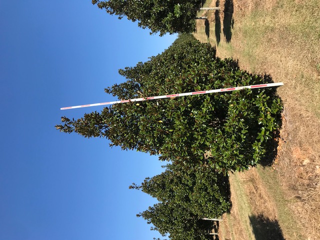 magnolia-grandiflora-claudia-wannamaker-southern-magnolia