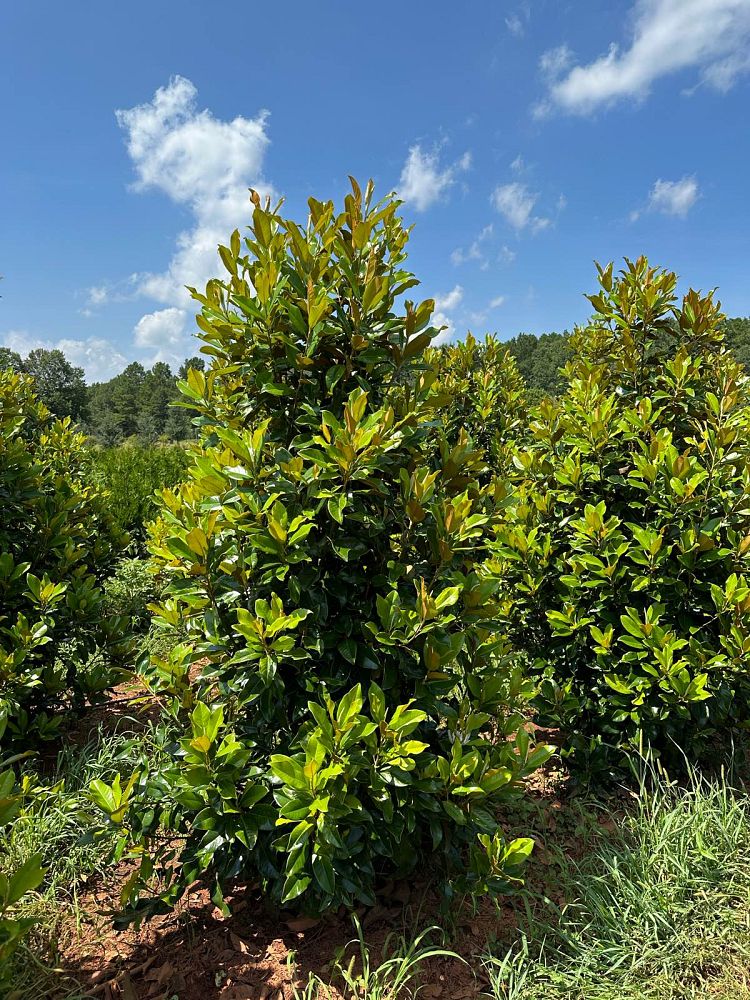 magnolia-grandiflora-claudia-wannamaker-southern-magnolia