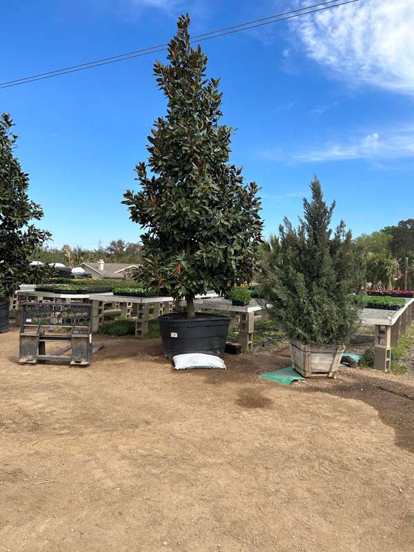 magnolia-grandiflora-claudia-wannamaker-southern-magnolia