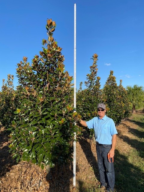 magnolia-grandiflora-claudia-wannamaker-southern-magnolia