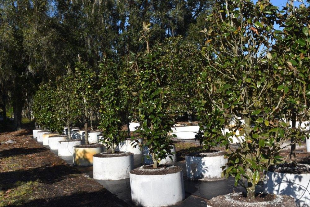 magnolia-grandiflora-claudia-wannamaker-southern-magnolia