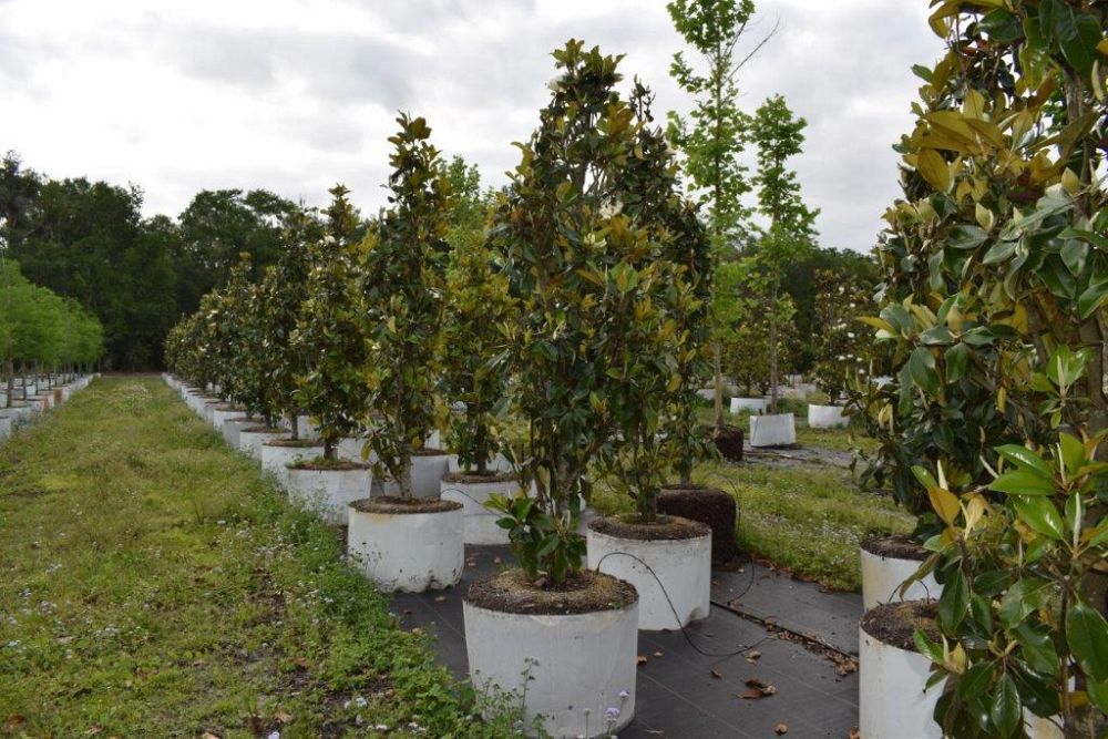 magnolia-grandiflora-claudia-wannamaker-southern-magnolia
