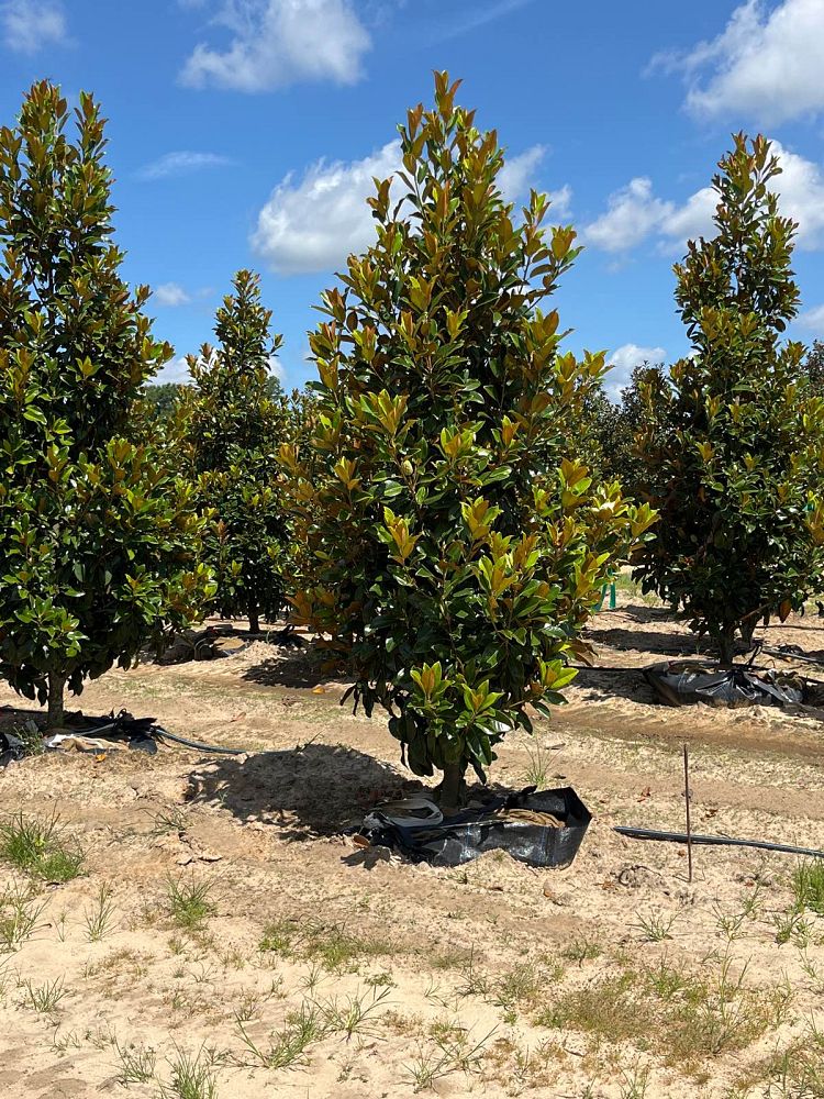 magnolia-grandiflora-claudia-wannamaker-southern-magnolia