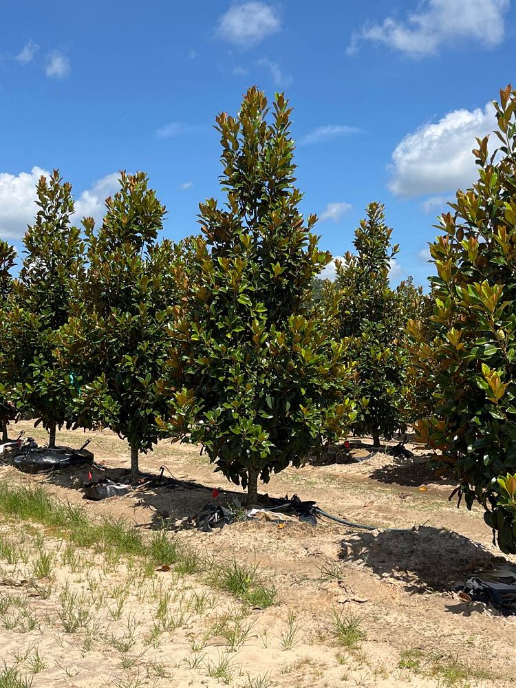 magnolia-grandiflora-claudia-wannamaker-southern-magnolia