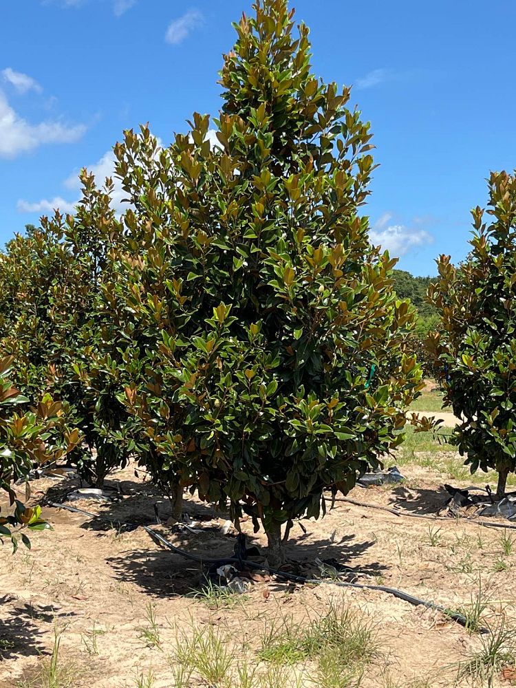 magnolia-grandiflora-claudia-wannamaker-southern-magnolia