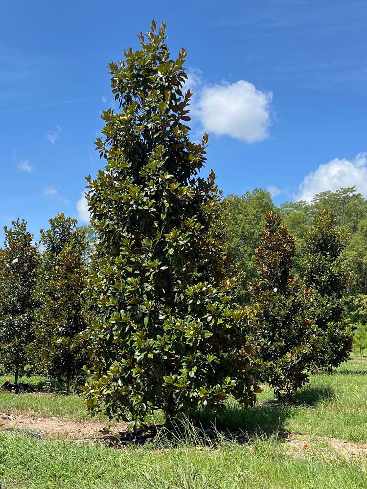 magnolia-grandiflora-claudia-wannamaker-southern-magnolia