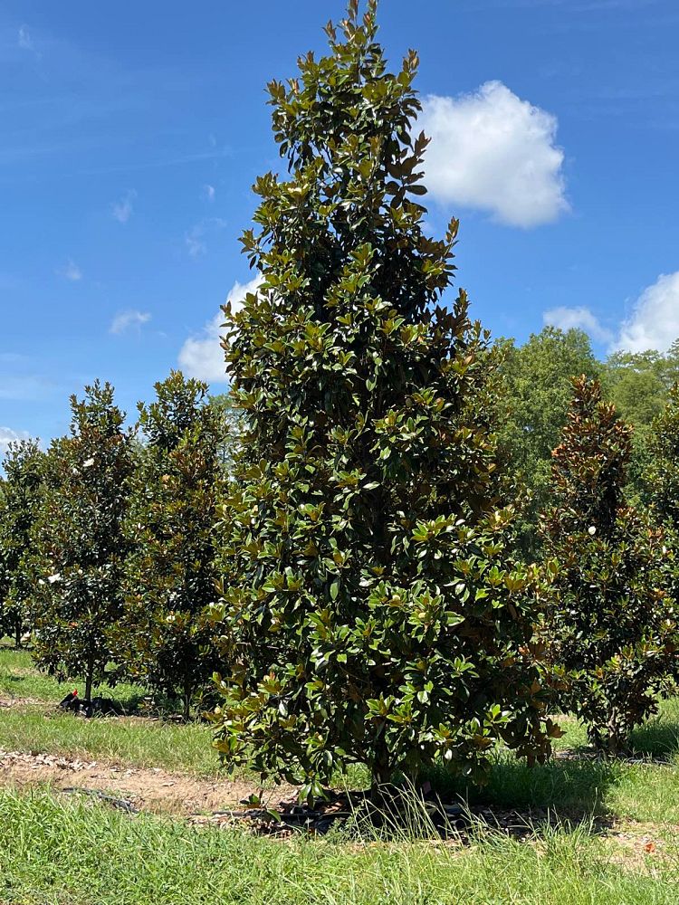 magnolia-grandiflora-claudia-wannamaker-southern-magnolia
