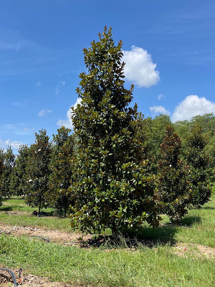 magnolia-grandiflora-claudia-wannamaker-southern-magnolia