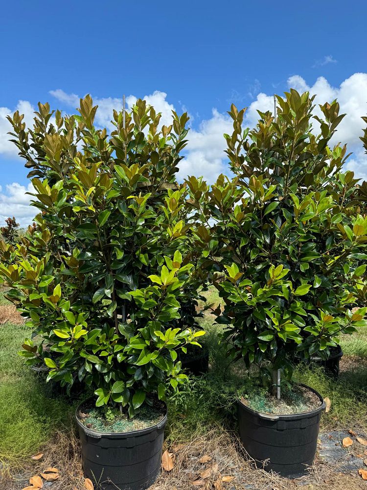 magnolia-grandiflora-claudia-wannamaker-southern-magnolia