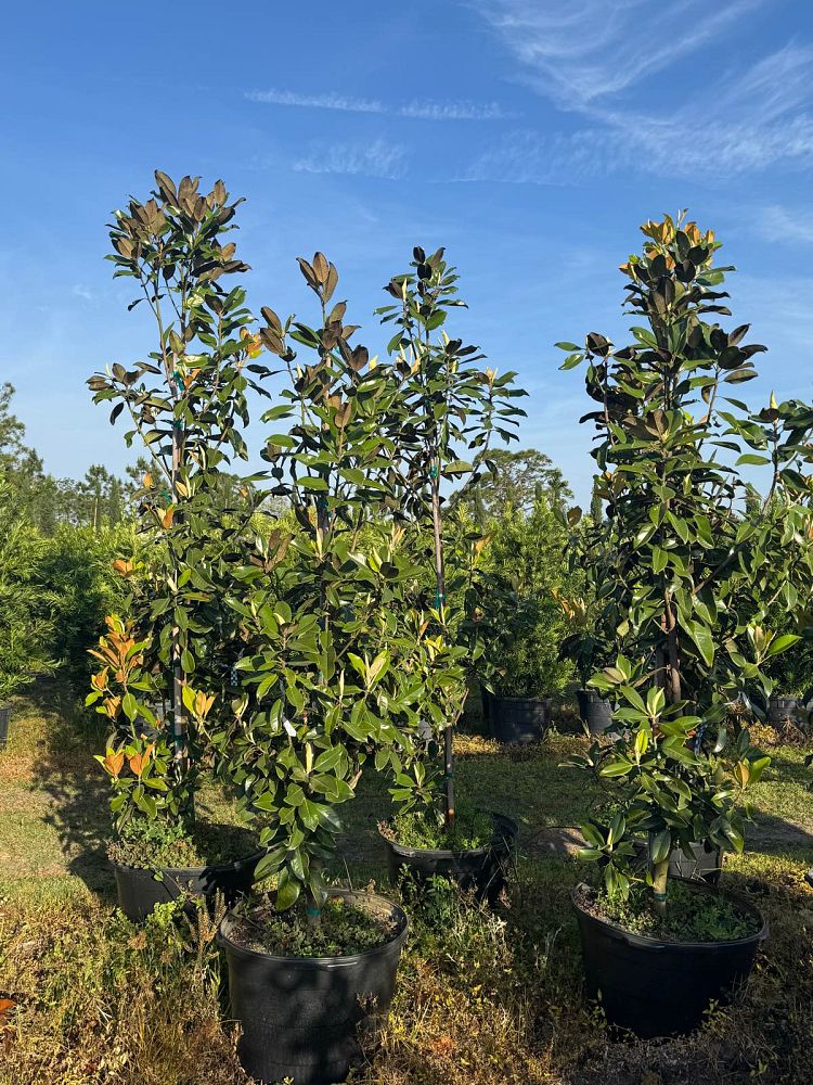 magnolia-grandiflora-claudia-wannamaker-southern-magnolia