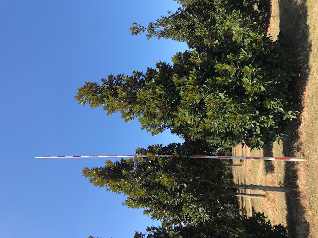 magnolia-grandiflora-claudia-wannamaker-southern-magnolia