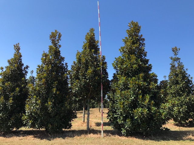 magnolia-grandiflora-claudia-wannamaker-southern-magnolia