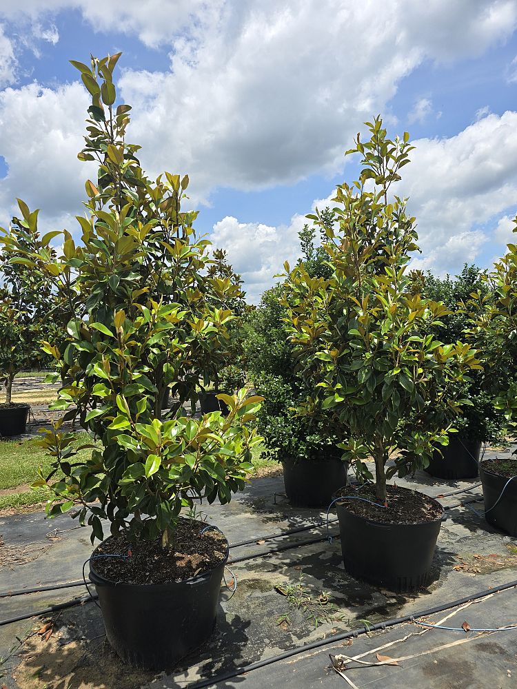 magnolia-grandiflora-claudia-wannamaker-southern-magnolia