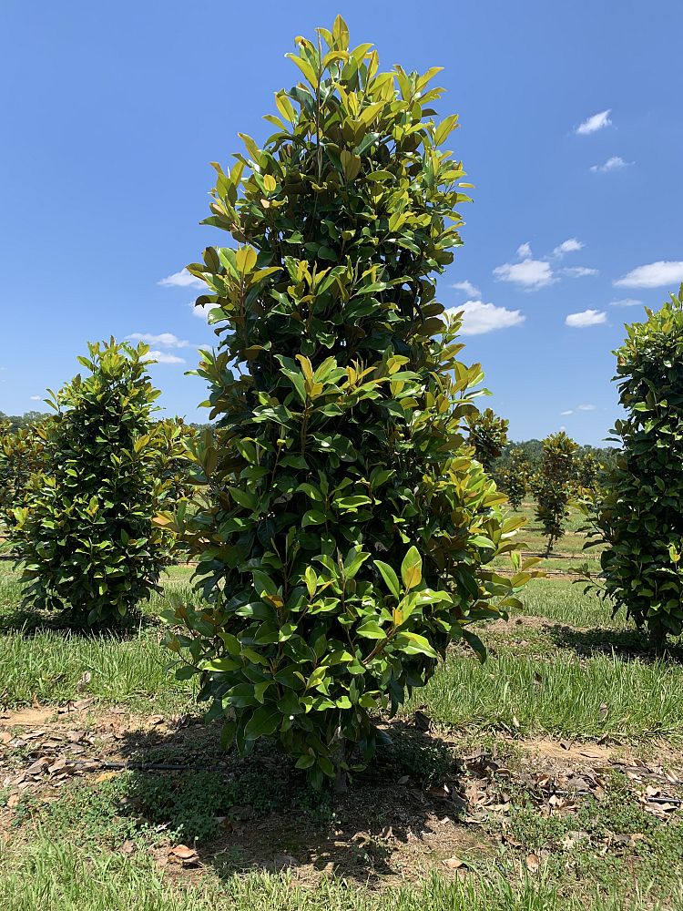 magnolia-grandiflora-claudia-wannamaker-southern-magnolia