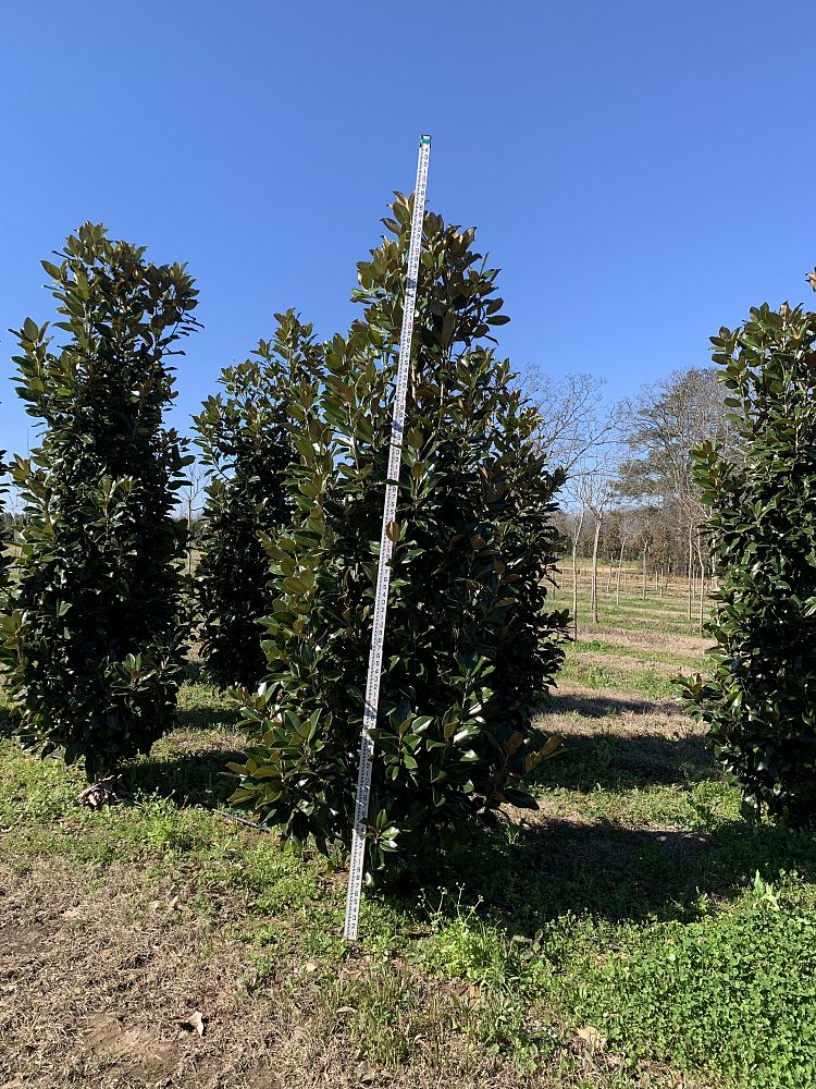 magnolia-grandiflora-claudia-wannamaker-southern-magnolia