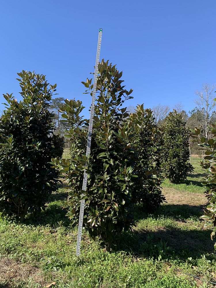 magnolia-grandiflora-claudia-wannamaker-southern-magnolia