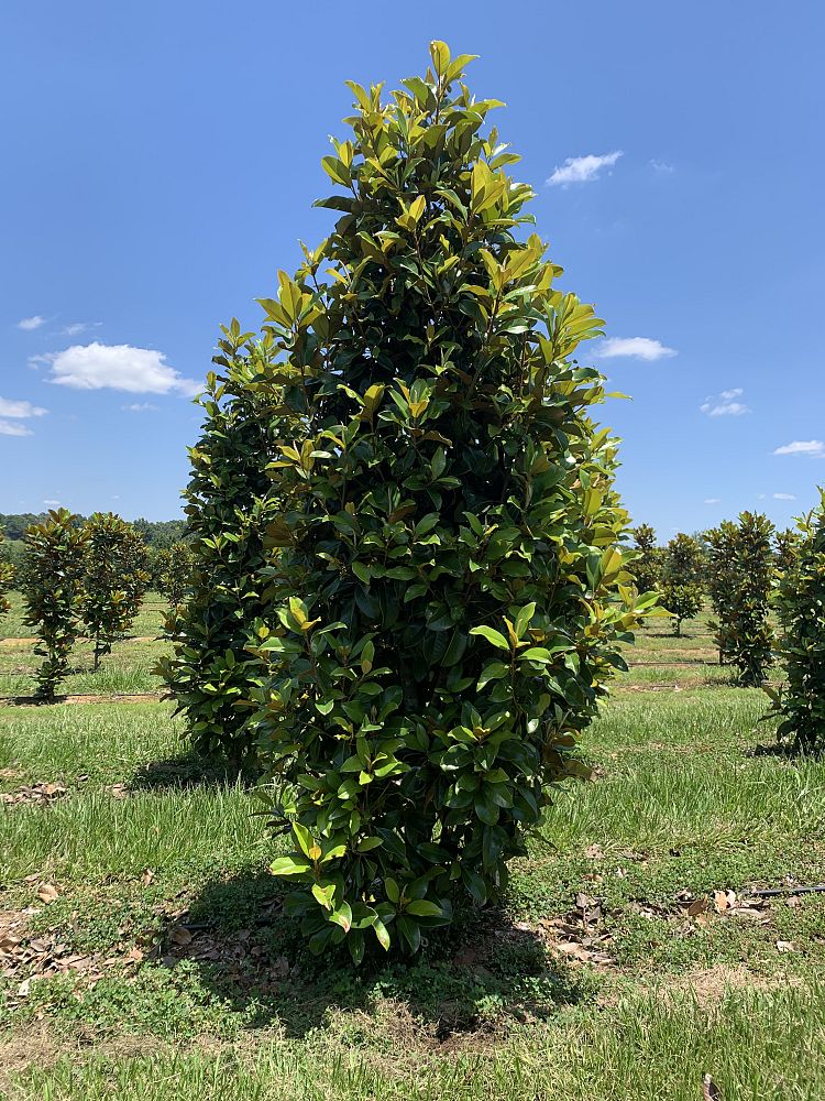 magnolia-grandiflora-claudia-wannamaker-southern-magnolia