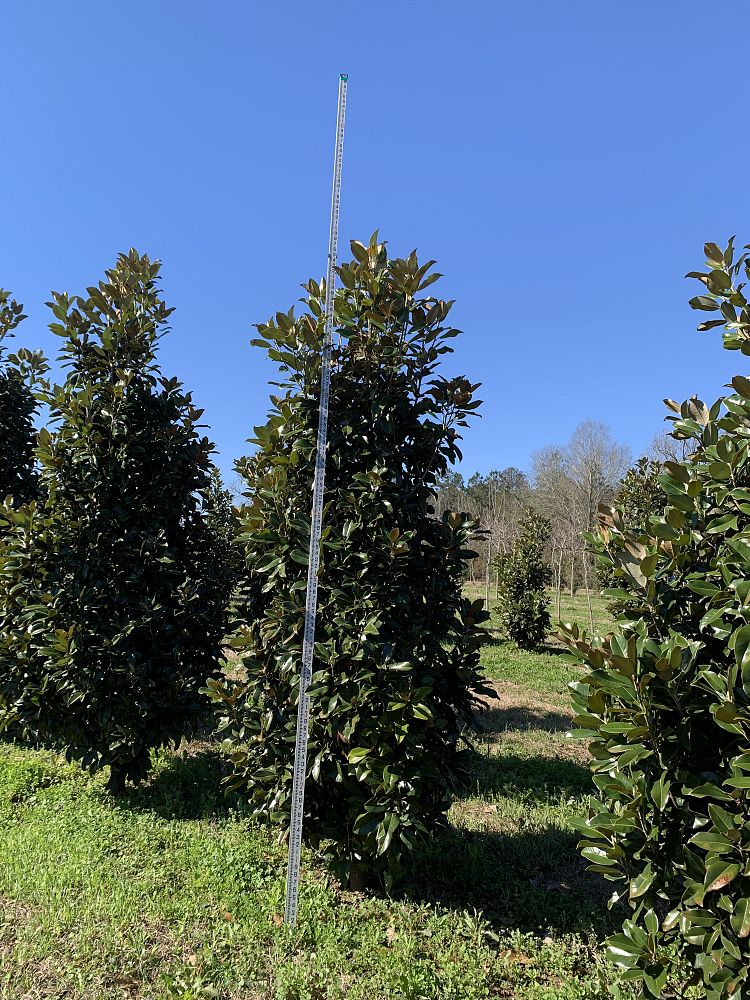 magnolia-grandiflora-claudia-wannamaker-southern-magnolia